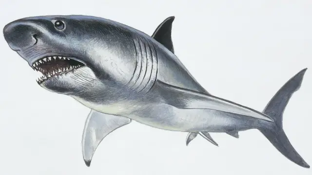 Dibujo de un Megalodón.