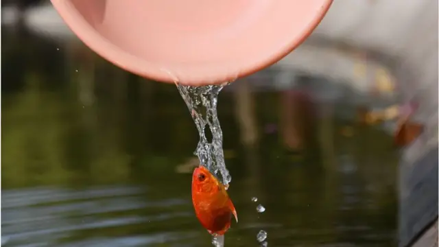 గోల్డ్‌ఫిష్