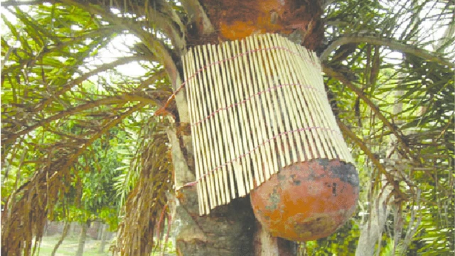 স্যাপ স্কার্ট