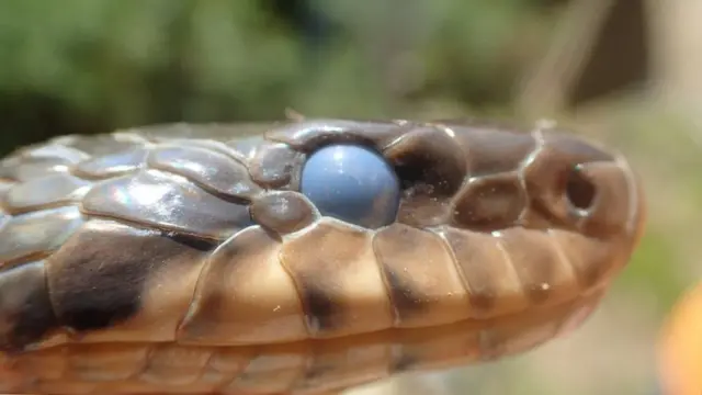 (캡션) 표범장지뱀(멸종위기 2급)