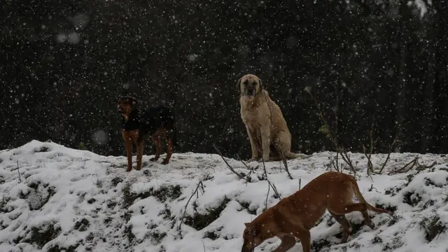 ইস্তাম্বুলে ছাড়া বেওয়ারিশ কুকুর।
