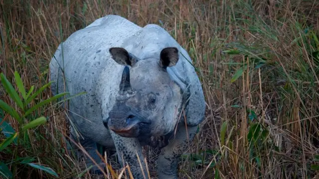 காசிரங்கா தேசிய பூங்கா, அசாம்