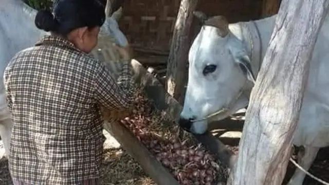 စျေးကောင်းရင်ရွှေ၊ စျေးမကောင်းရင်နွားစာဖြစ်ရတဲ့ ကြက်သွန်နီ