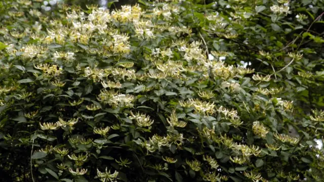 پیچ امین‌الدوله