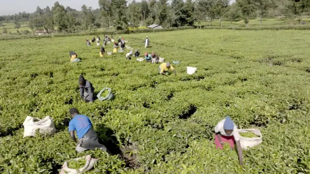 Travailleurs agricoles dans une plantation de thé au Kenya