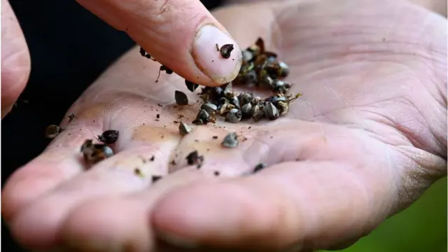 ঢেমশির দানা।