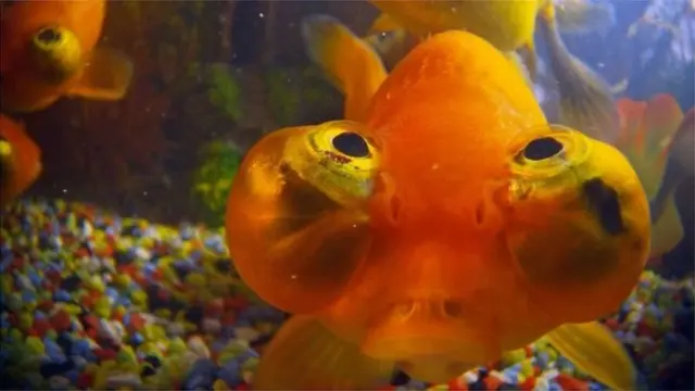 गोल्डफिश