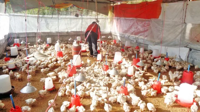 कुखुरा फार्म