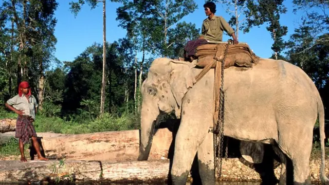 Азиялык пил (Elephas maximus)