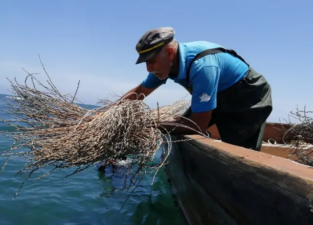 A can gabar tekun Tunisia, ranar Juma'a wani mai rajin kare muhalli yana cire ciyayi domin inganta muhalli