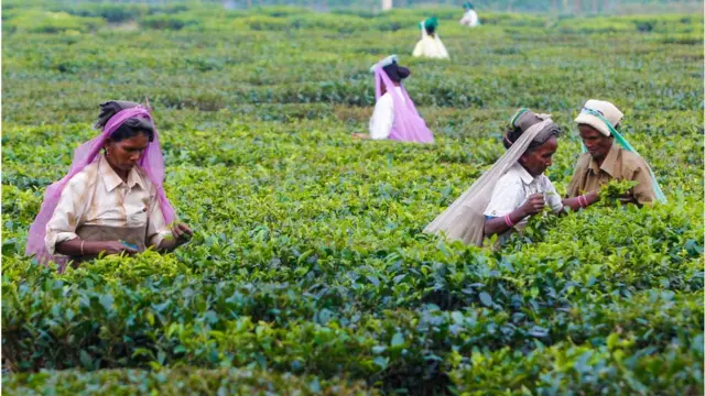 চা বাগান