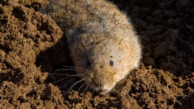 Лугові полівки