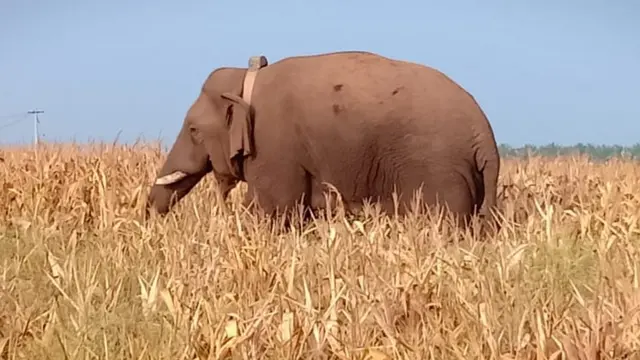 தனது செந்தங்களை தேடும் யானை 'சின்னத்தம்பி'