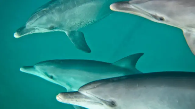 Червоне море