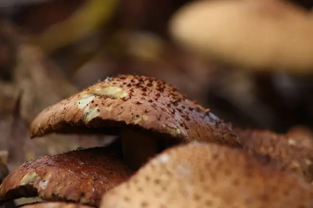 Funghi