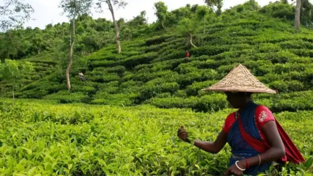 সিলেটের চা বাগান দেখতে যান অনেক পর্যটক।