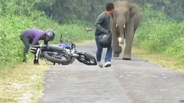 मनुष्य विरुद्ध हत्ती असा संघर्ष शिगेला पोहचला आहे