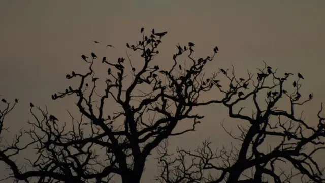 Scientists observed jackdaws behaviour in Cornwall