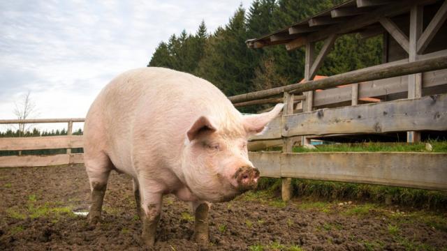 Un cerdo en una granja.