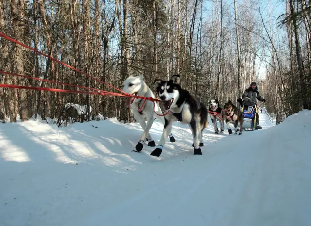 टुंड्रा, कनाडा, फ़ाइल फ़ोटो
