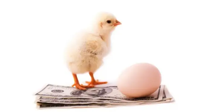 واجهت صناعة الدواجن في مصر أزمة كبيرة في الآونة الأخيرة