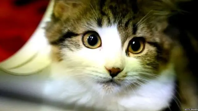 ਚੀਨ ਵਿੱਚ ਬਿੱਲੀਆਂ ਦਾ ਮਾਸ ਖਾਣਾ ਆਮ ਨਹੀਂ ਹੈ। ਜ਼ਿਆਦਾਤਰ ਲੋਕਾਂ ਨੇ ਨਾ ਤਾਂ ਕਦੇ ਖਾਧਾ ਹੈ ਨਾ ਖਾਣਾ ਚਾਹੁੰਦੇ ਹਨ