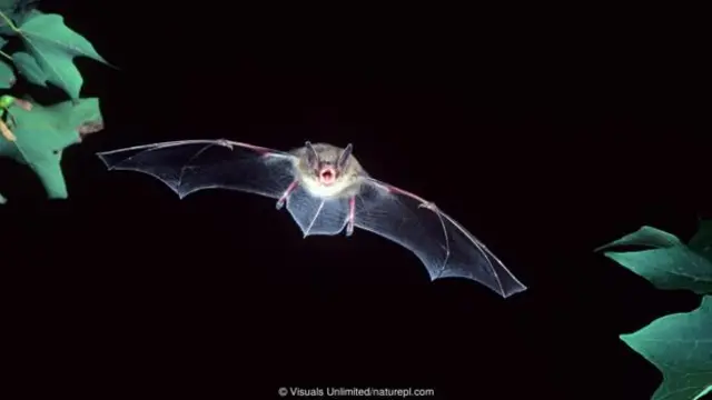 Jemage mai launin ruwan kasa (Myotis lucifugus)