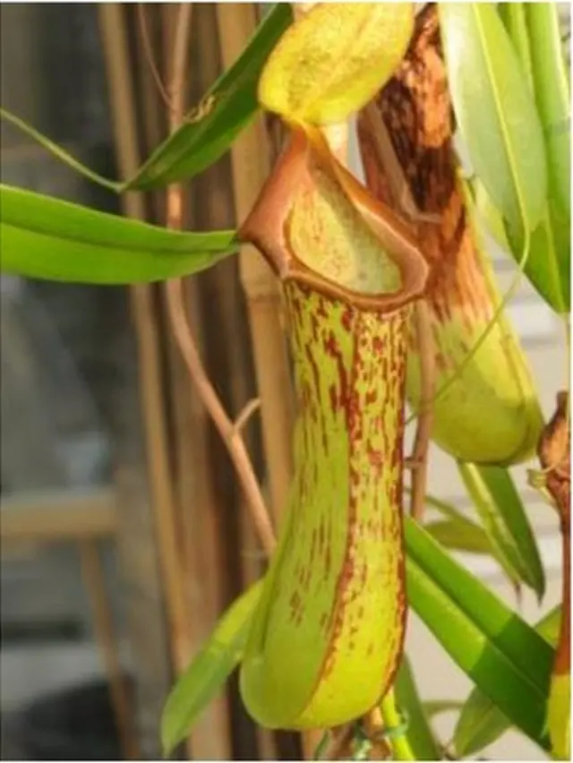 Nepenthes biak