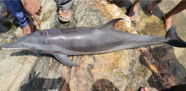 A dead dolphin