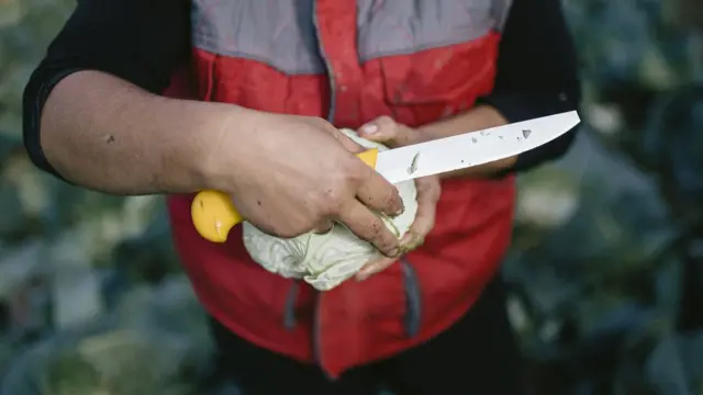 Svaka glavica kupusa se pažljivo pregleda