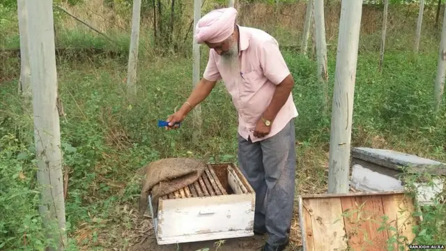 jaswant singh/bee keeping
