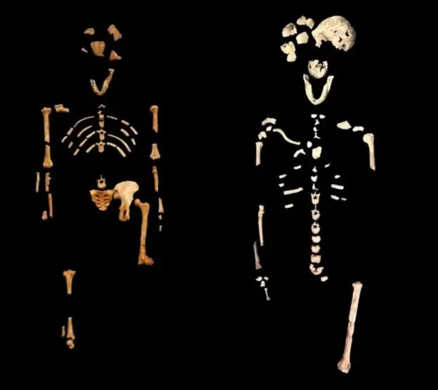 فسیل‌های لوسی