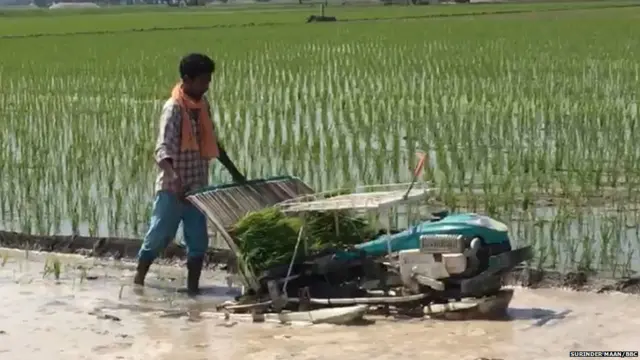 ਝੋਨੇ ਦੀ ਲਵਾਈ