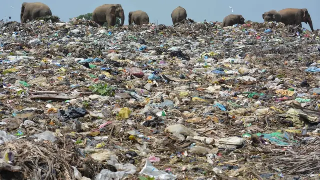 யானைகள்