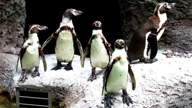 हम्बोल्ट जातीचे पेंग्विन