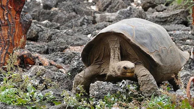 tartaruga gigantejogo 777 caça níquelGalápagos