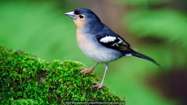 Birds can reach islands by flying
