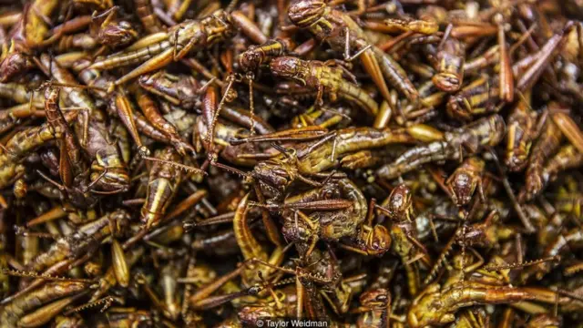 कीड़ों का कारोबार