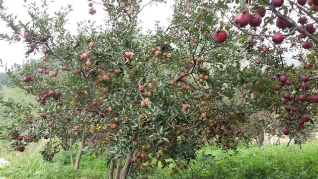 स्याउ खेती