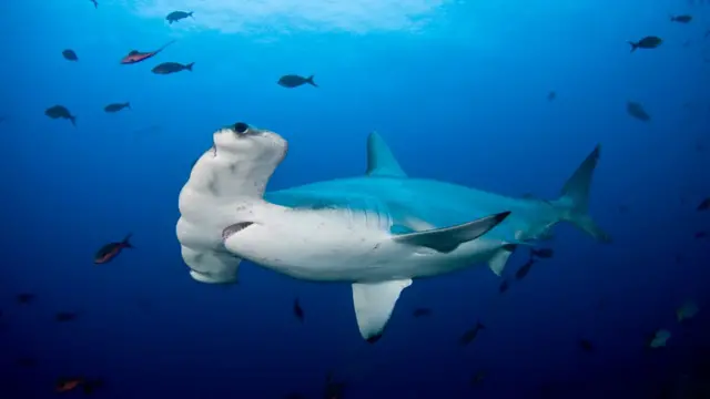 Foto de cerca de los ojos y cuerpo de un tiburón martillo