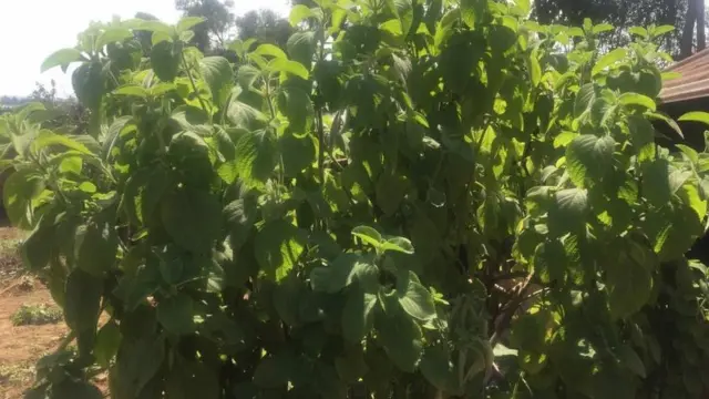 Umuti w'igicuncu uvura ingwara z'abana