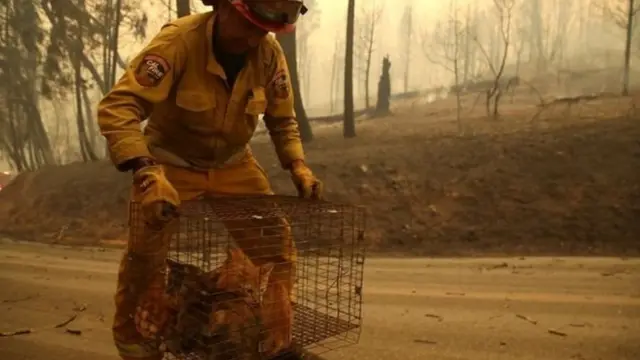 கலிஃபோர்னியா