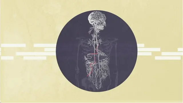 عصب واگ در سرتاسر بدن گسترده شده است و مغز را به اعضای اصلی بدن مرتبط می‌کند