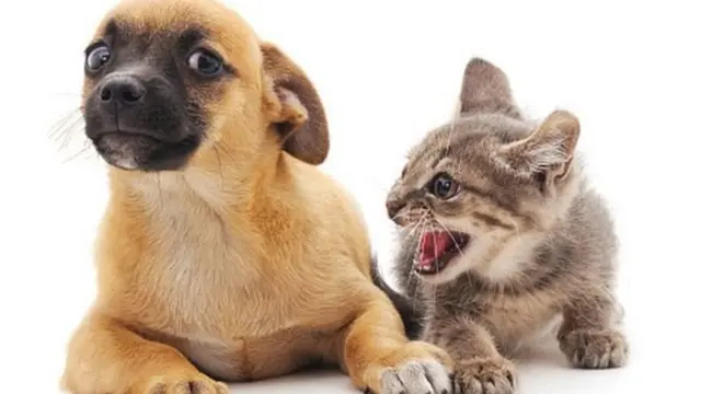 कुत्ता, बिल्ली, Cat, dog