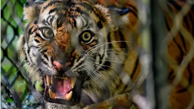 Harimau Sumatra betina di dalam kendang sebelum dilepasliarkan ke hutan.