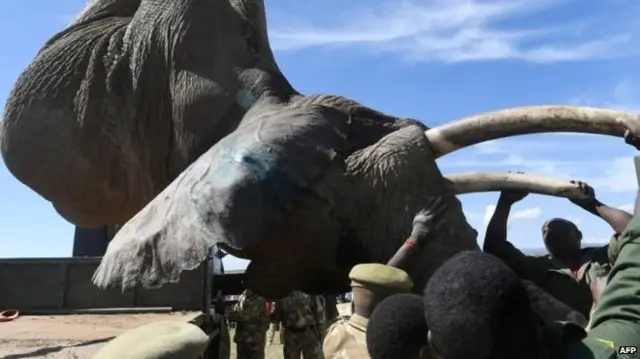 हाथी, केन्या, हाथीदांत, हाथीदांत की तस्करी