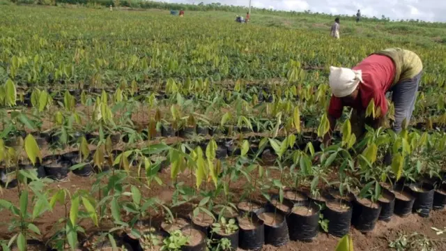 La zone UEMOA (Union économique et monétaire ouest-africaine) affiche quant à elle croissance solide de 6 % par an en moyenne, tirée par le secteur agricole et les services.