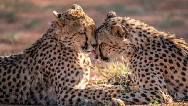 சிவிங்கிப் புலி