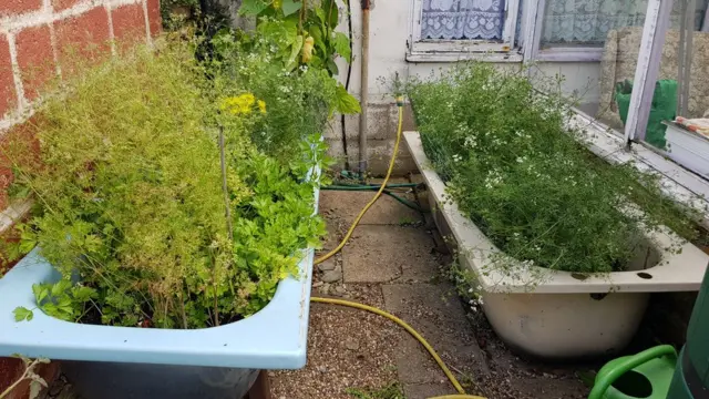 อ่างปลูกผัก