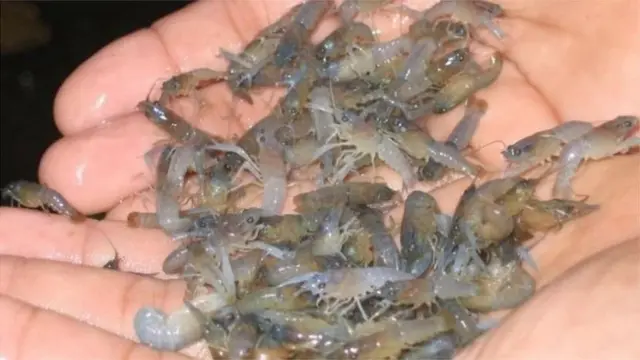 Edhy Prabowo, benur, lobster